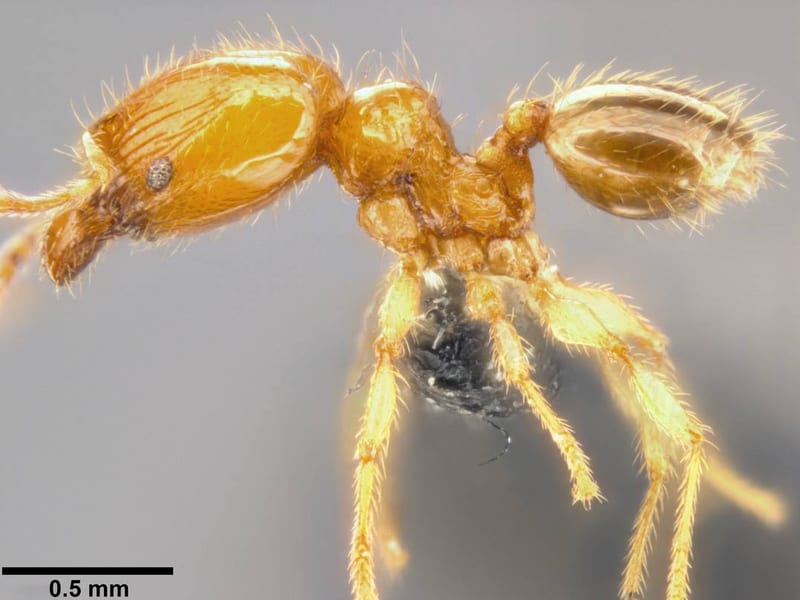 Pheidole umbonata collected by C Rabeling, EO Wilson at Espiritu Santo, Luganville, Hotel Santo