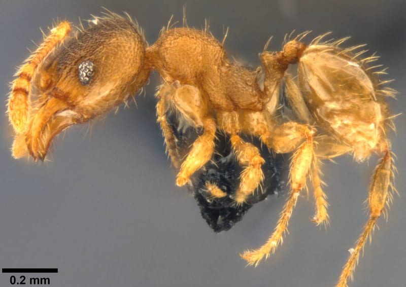 Formicidae collected by C Rabeling, EO Wilson at Espiritu Santo, former Ratard Plantation, 8 km SW Luganville