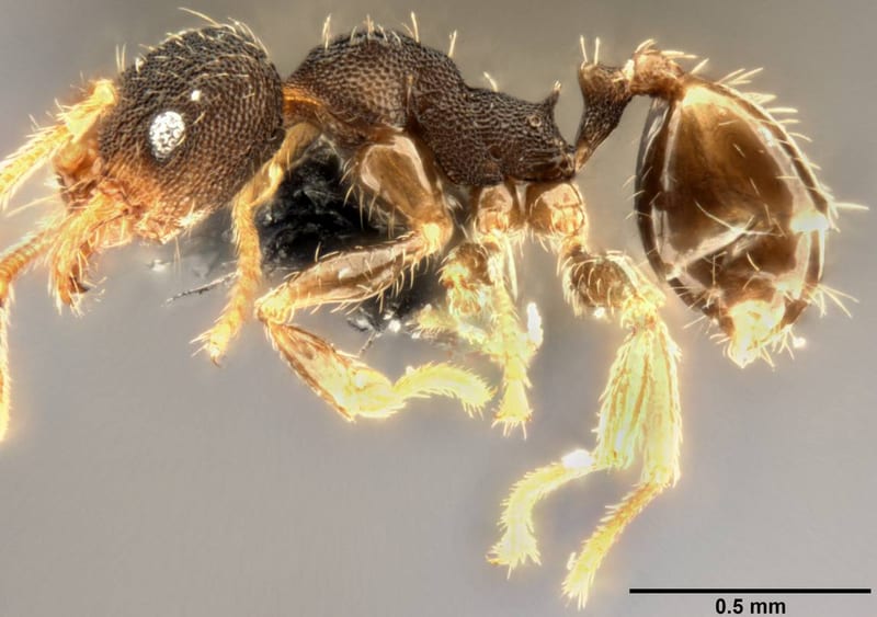 Formicidae collected by C Rabeling, EO Wilson at Espiritu Santo, Mt. Tanakar near Butmas