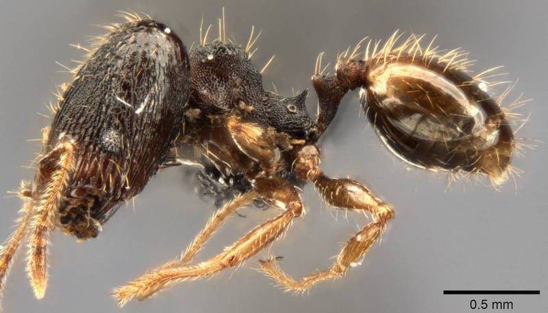 Formicidae collected by C Rabeling, EO Wilson at Espiritu Santo, Mt. Tanakar near Butmas