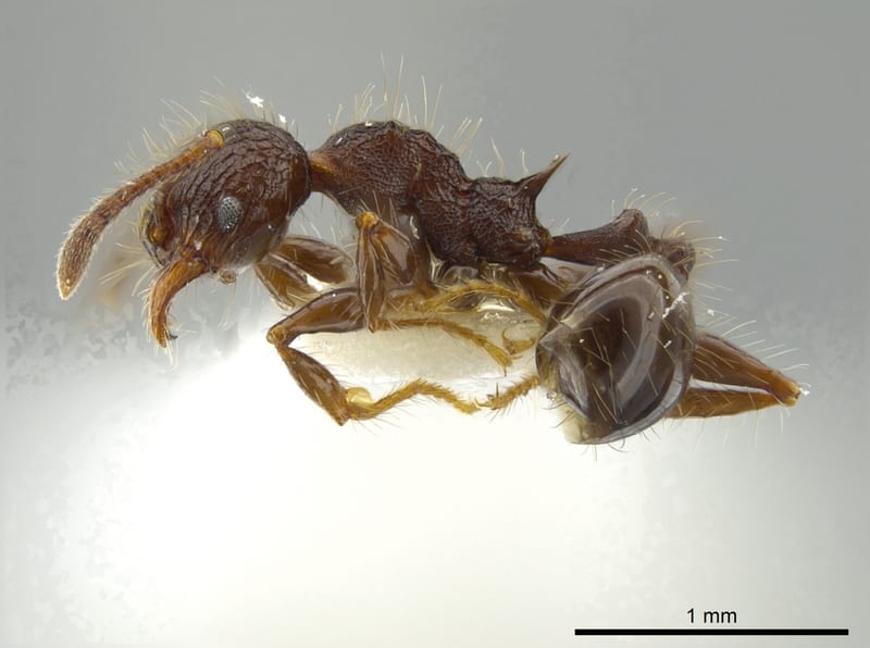Pheidole deima, paratype collected by E.O. Wilson at Manaus, Amazonas