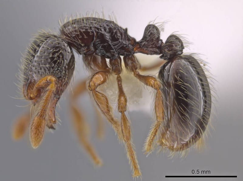 Adelomyrmex Emery, 1897 collected by C Rabeling & EO Wilson at Blue Hole ~30km N Luganville, Sanma