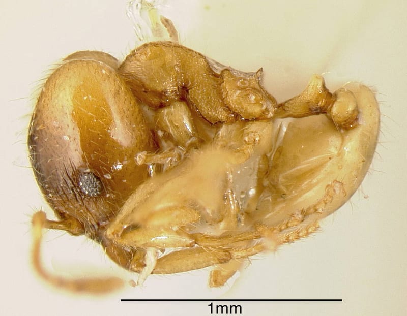 Pheidole nasutoides, paratype collected by Holldobler and Wilson at La Selva Biological Station, Heredia