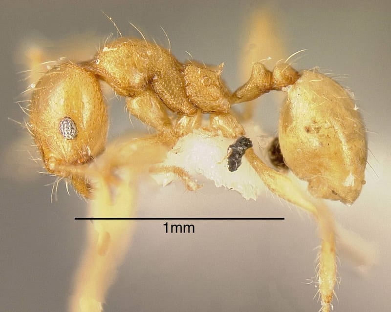 Pheidole nasutoides, paratype collected by Holldobler and Wilson at La Selva Biological Station, Heredia