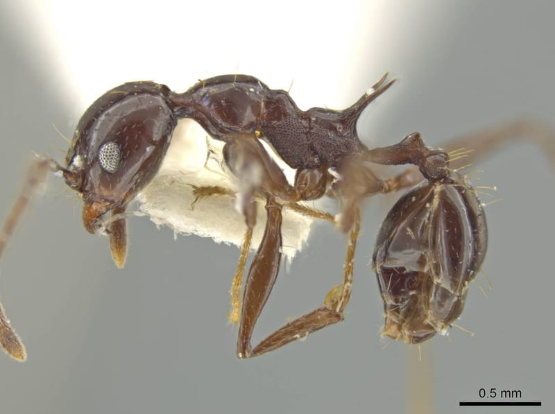 Pheidole lancifer, paratype collected by E.O. Wilson at Faz. Esteio, 80km NNE Manaus, Amazonas
