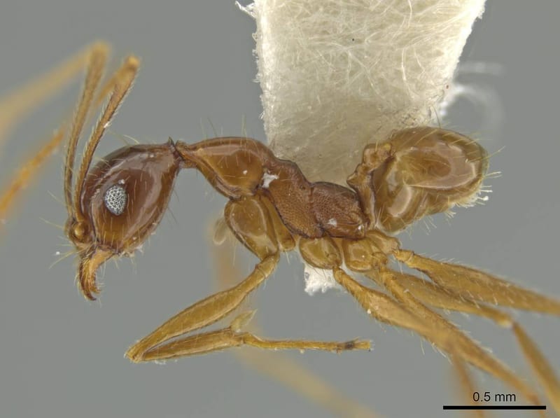 Pheidole lovejoyi, paratype collected by E.O. Wilson at Fazenda Dimona, Amazonas