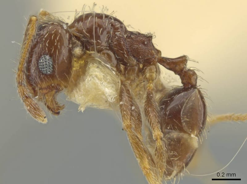 Pheidole yucatana, paratype collected by E.O. Wilson at 11km S Progreso, Yucatan