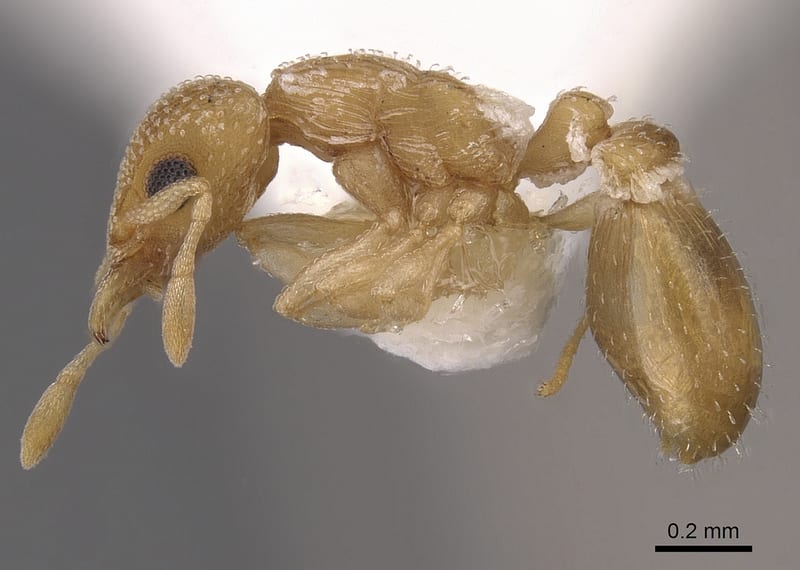Colobostruma cerornata, paratype collected by E.O. Wilson|C.P. Haskins at ca. 8km NE. of Thomas R. Station, E. Esperance, Western Australia
