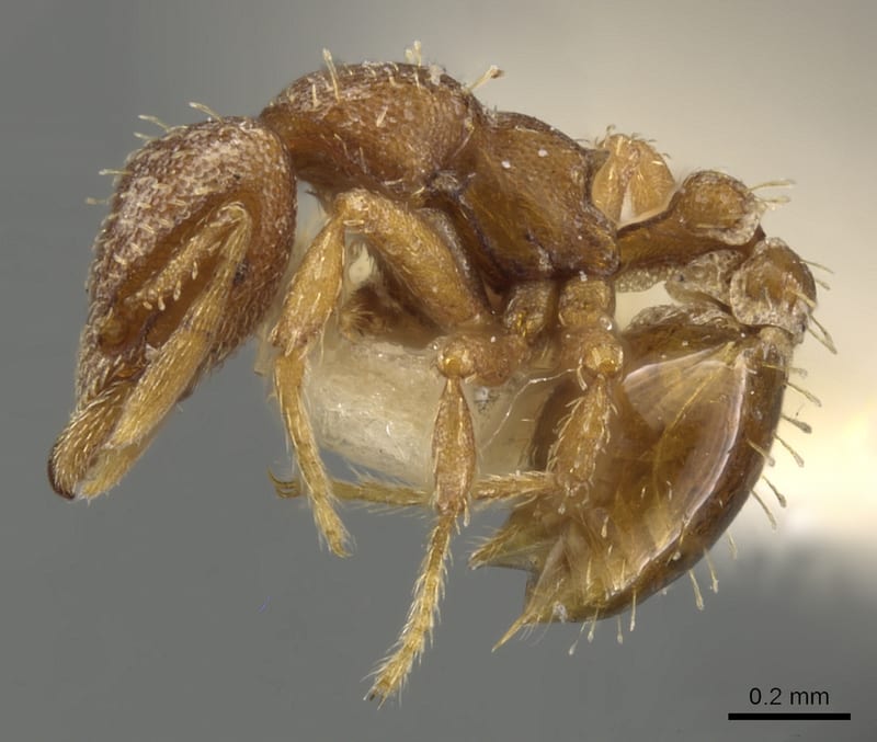 Strumigenys Smith, 1860, paratype collected by E.O. Wilson at Bubia, 13 km. NW Lae, Morobe
