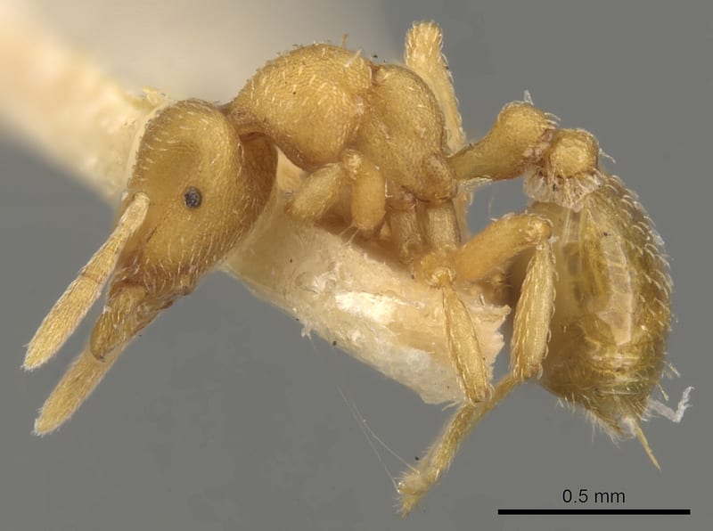 Strumigenys Smith, 1860, paratype collected by E.O. Wilson at Bisianumu nr. Sogeri