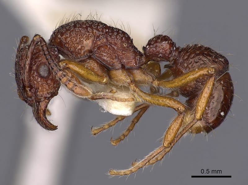 Stictoponera Mayr, 1887, paratype collected by E.O. Wilson at Bisianumu nr. Sogeri