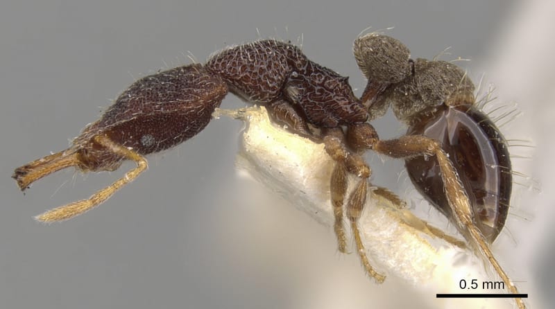 Strumigenys lopotyle, paratype collected by E.O. Wilson at Didiman Creek, Lae