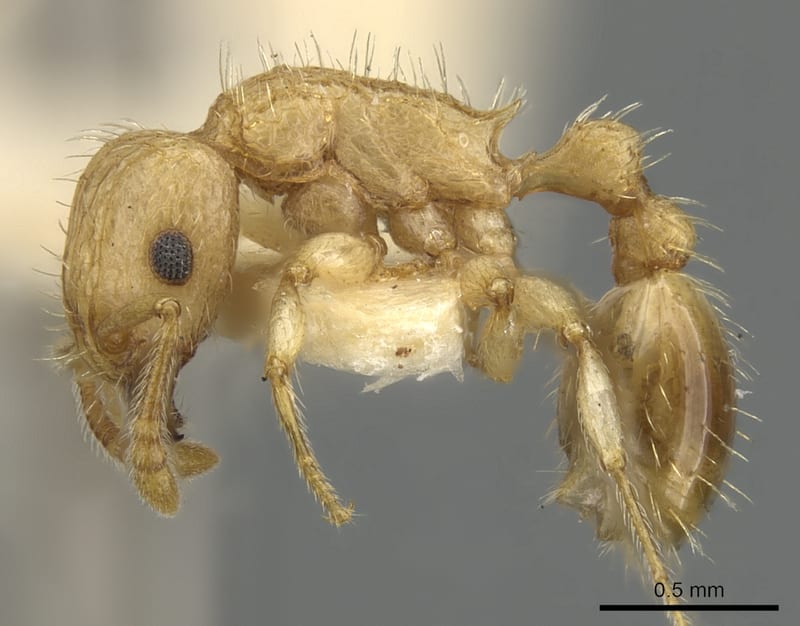 Tetramorium kydelphon, paratype collected by E.O. Wilson at Karema, Brown River