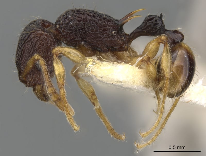 Tetramorium basum, paratype collected by E.O. Wilson at Wamuki, Mongi Watershed, Huon Peninsula, Morobe
