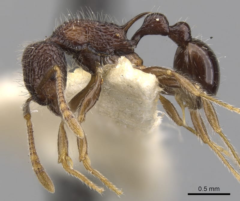 Tetramorium etiolatum, paratype collected by E.O. Wilson at Ebabaang, Mongi Watershed, Huon Penisula, Morobe