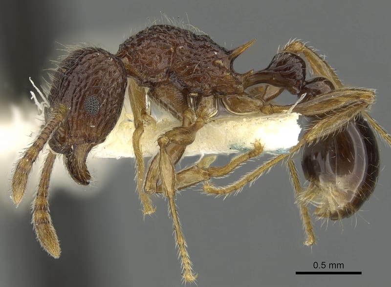 Tetramorium centum, paratype collected by E.O. Wilson at Joangeng, Mongi Watershed, Huon Peninsula, Morobe