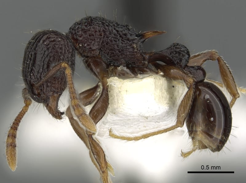 Tetramorium navum, paratype collected by E.O. Wilson at Nadzab, Morobe