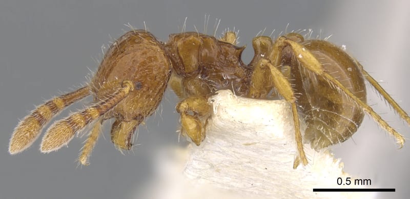 Pristomyrmex Mayr, 1866, paratype collected by E.O. Wilson at Bubia, 13 km. NW Lae, Morobe
