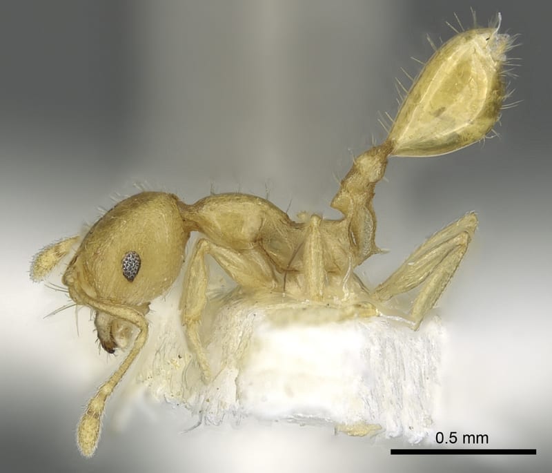 Recurvidris pickburni, paratype collected by E.O. Wilson at Kandy