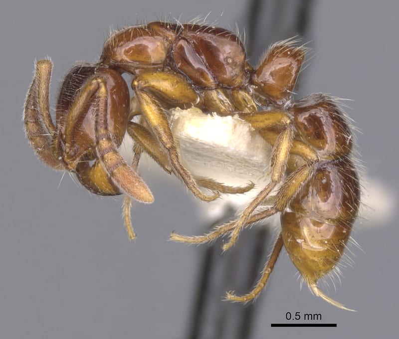 Myopias delta, paratype collected by E.O. Wilson at Lower Busu River, Huon Peninsula, Morobe