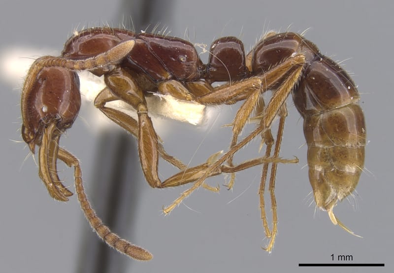 Myopias julivora, paratype collected by E.O. Wilson at Lower Busu River, Huon Peninsula, Morobe