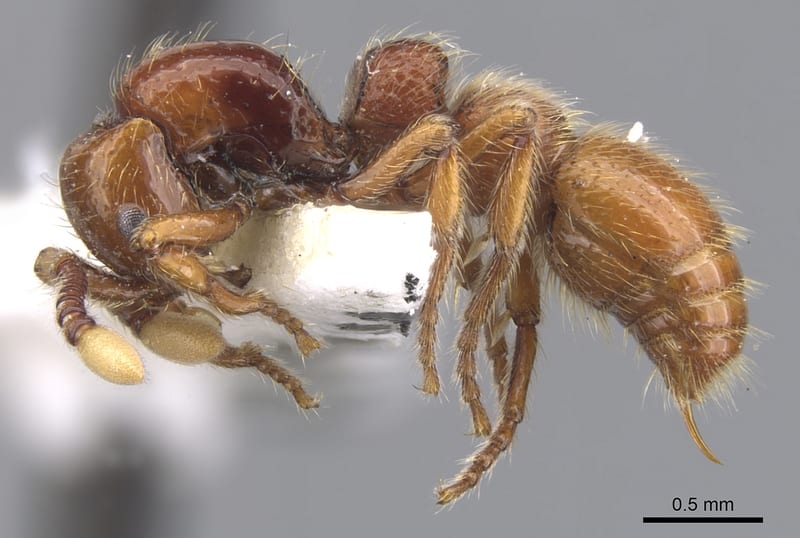 Parasyscia Emery, 1882, paratype collected by E.O. Wilson at Gilimale, 16-20km. ne. of Ratnapura