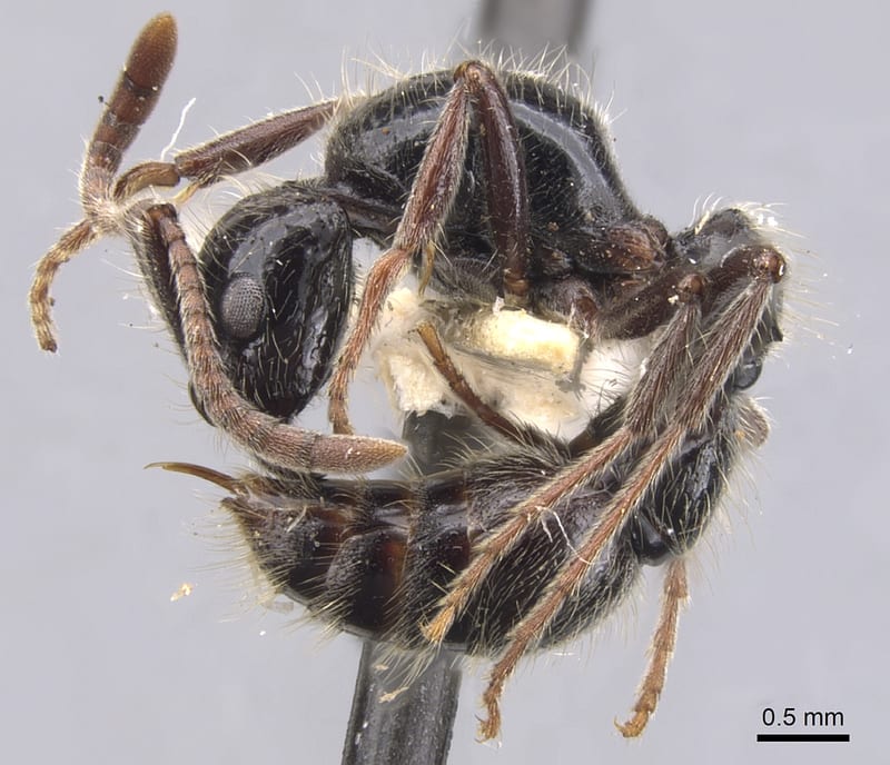 Lioponera dumbletoni, paratype collected by E.O. Wilson at Chapeau Gendarme (Yahoué)