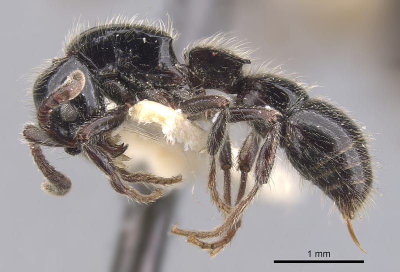 Lioponera cohici, paratype collected by E.O. Wilson at Ciu, near Mt. Canala