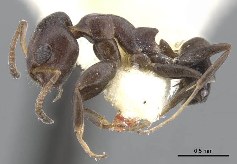 Turneria arbusta, paratype collected by E.O. Wilson at Lower Busu River, Huon Peninsula, Morobe