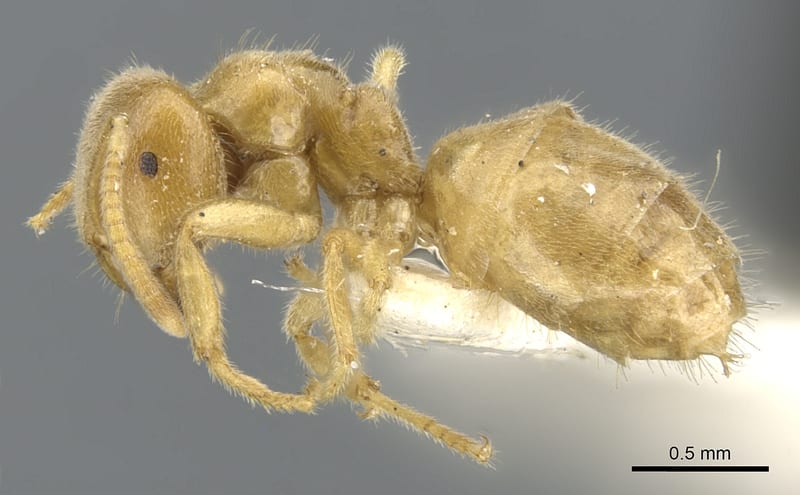 Lasius fallax, paratype collected by E.O. Wilson at St. Marys Entrance, Glacier National Park, Montana