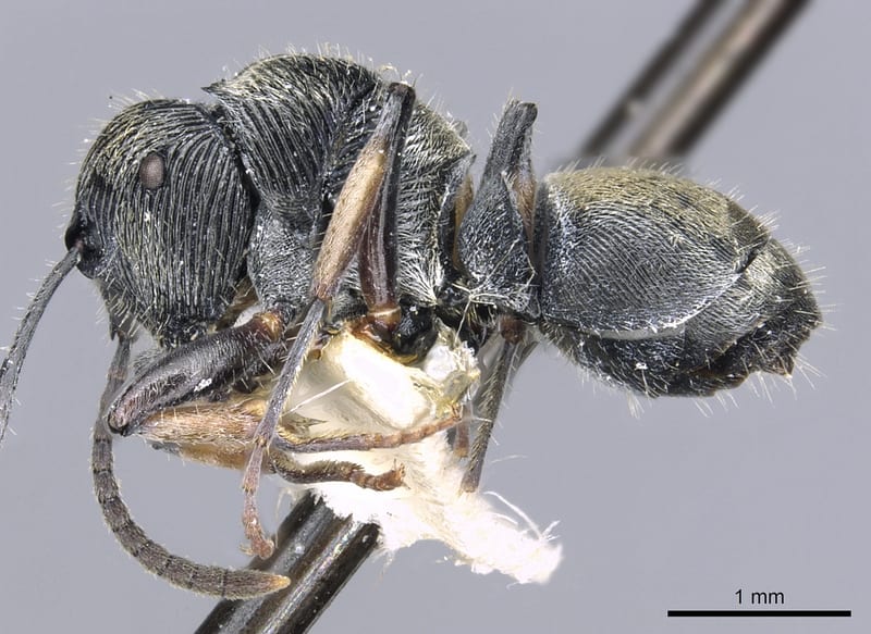 Polyrhachis impressa, paratype collected by E.O. Wilson at Lower Busu River, Huon Peninsula, Morobe