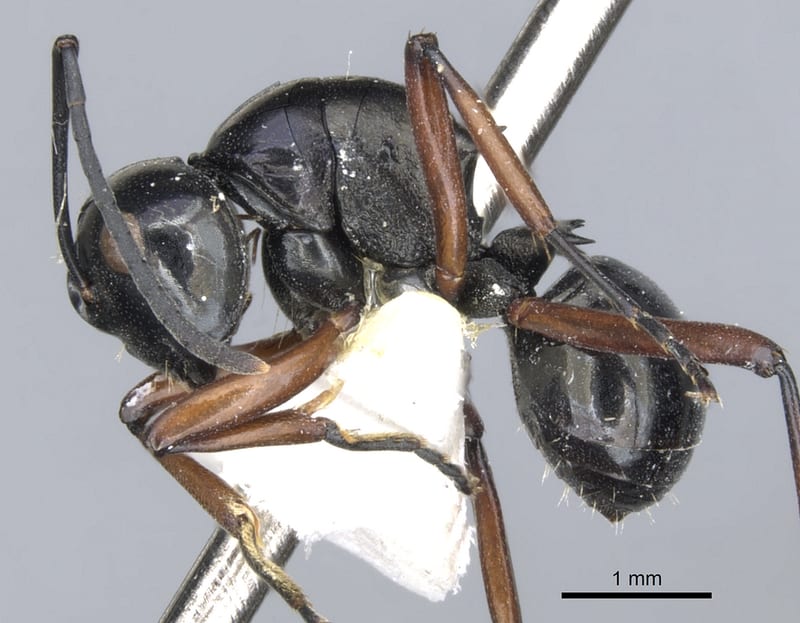 Polyrhachis Smith, 1857, paratype collected by E.O. Wilson at Mongi Watershed, Huon Peninsula, Gemeheng, Morobe