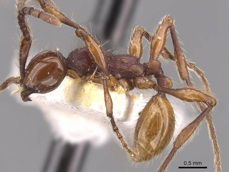 Aenictus chapmani, paratype collected by E.O. Wilson at Zingzingu; Monti Watershed, Huon Peninsula, Morobe
