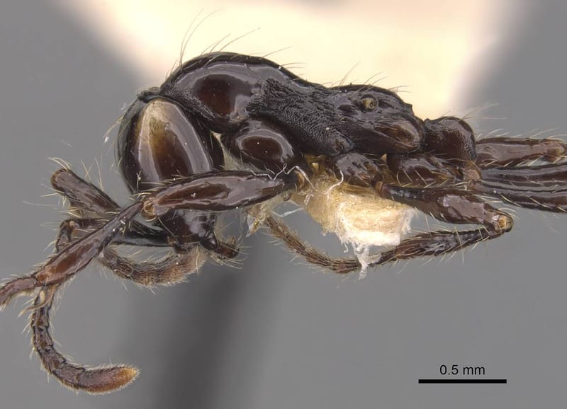 Aenictus huonicus, paratype collected by E.O. Wilson at Wamuki, Mongi Watershed, Huon Peninsula, Morobe