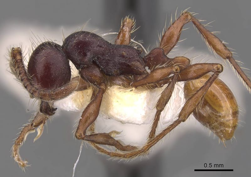 Aenictus schneirlai, paratype collected by E.O. Wilson at Bubia, 13km NW Lae, Morobe