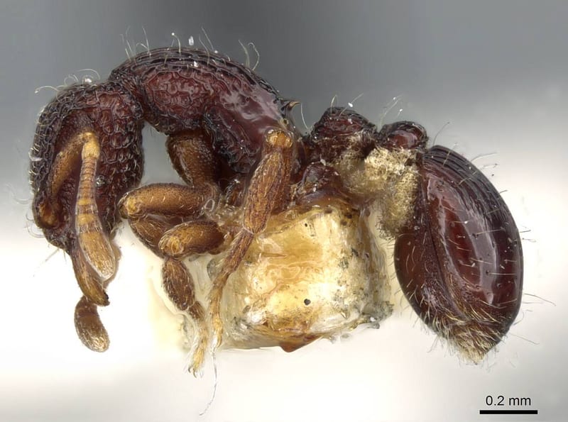 Dacetinops cibdelus, paratype collected by E.O. Wilson at Lower Busu River, Huon Peninsula, Morobe