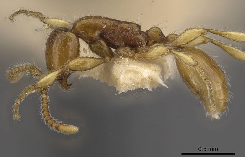 Aenictus exilis, paratype collected by E.O. Wilson at Karema, Brown River