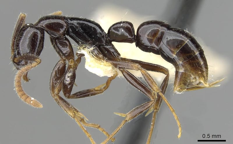 Leptogenys sagaris, paratype collected by E.O. Wilson at Ciu, near Mt. Canala
