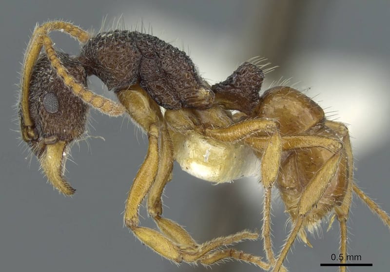 Rhytidoponera versicolor, paratype collected by E.O. Wilson at Montagne des Sources