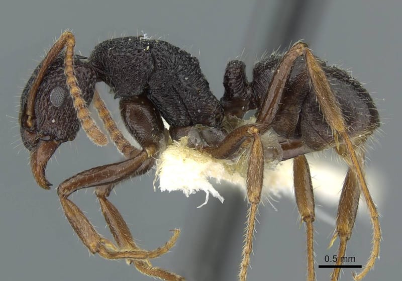Rhytidoponera wilsoni, paratype collected by E.O. Wilson at Chapeau Gendarme (Yahoué)