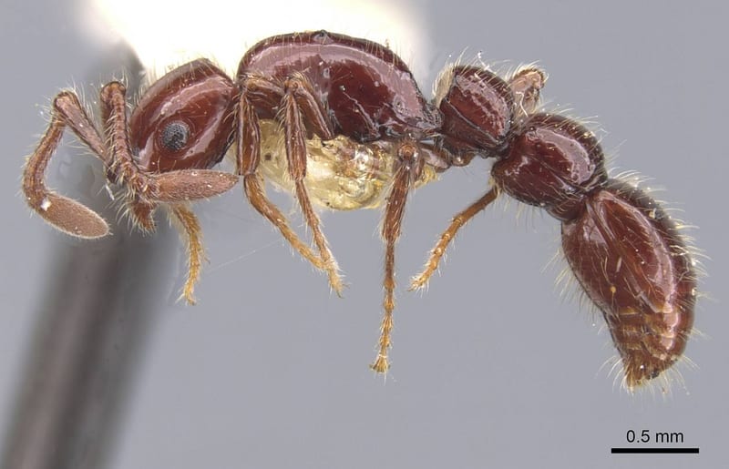 Parasyscia Emery, 1882, paratype collected by E.O. Wilson at Nadala, Viti Levu
