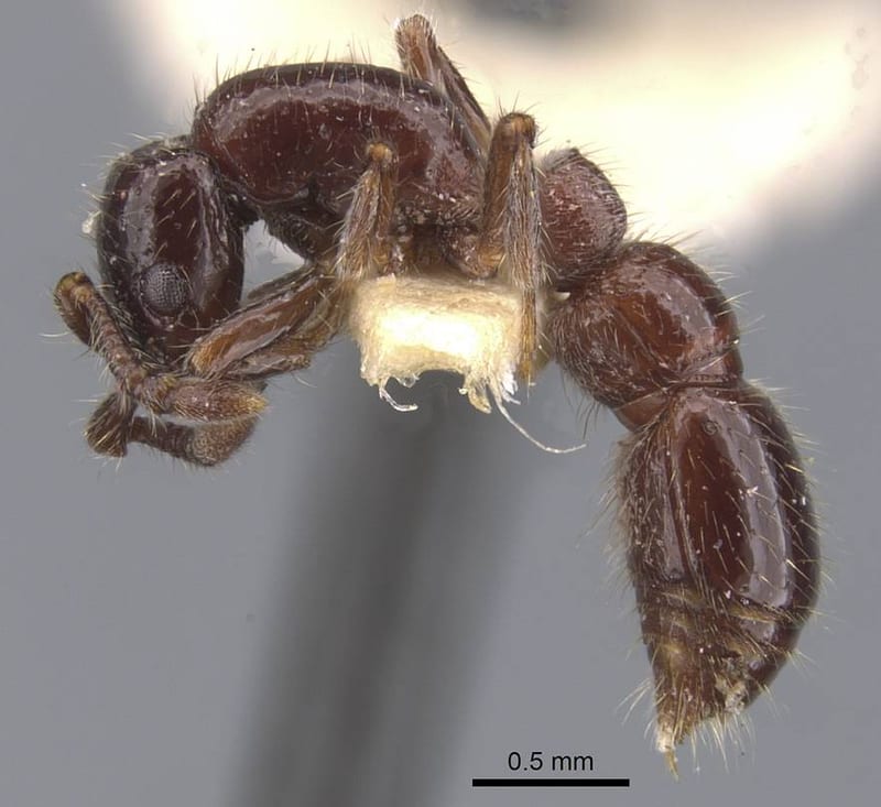 Parasyscia Emery, 1882, paratype collected by E.O. Wilson at Lower Busu River, Huon Peninsula, Morobe