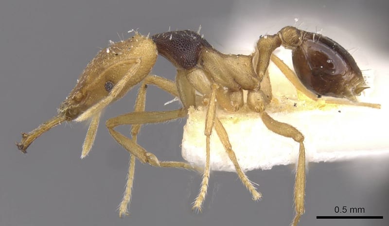 Strumigenys hemichlaena, paratype collected by E.O. Wilson at Joangeng, Mongi Watershed, Huon Peninsula, Morobe