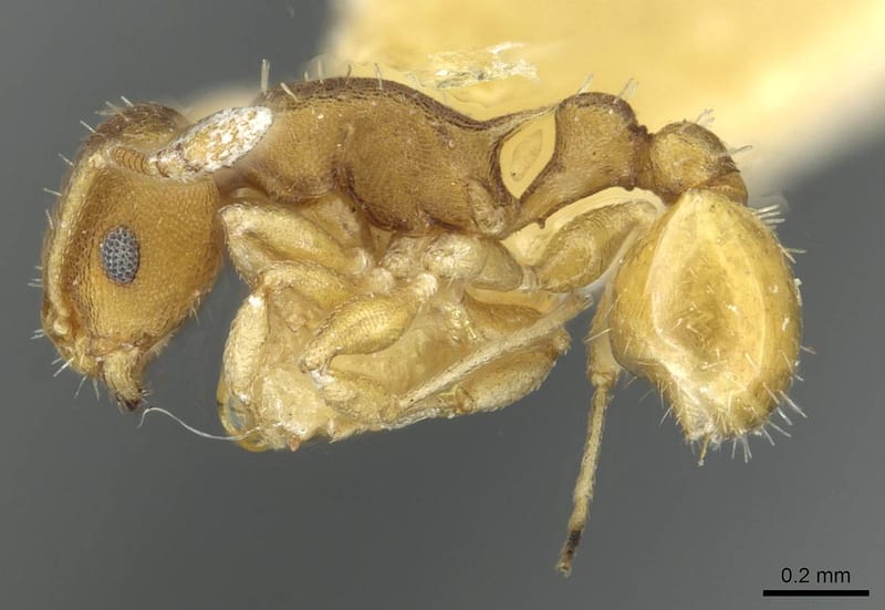 Temnothorax goniops, paratype collected by E.O. Wilson at 10 Km E Campeche, Campeche