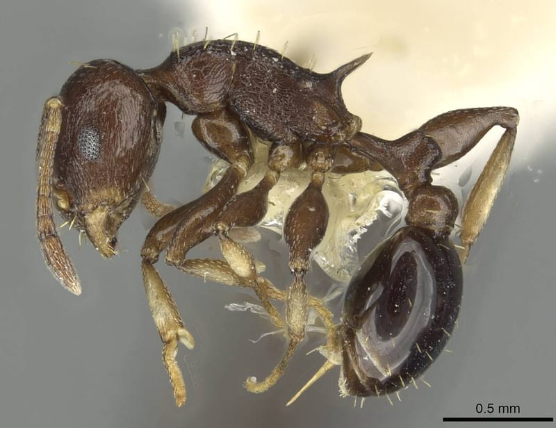 Temnothorax tenuisculptus, paratype collected by E.O. Wilson at Pueblo Nuevo, near Tetzonapa, Veracruz