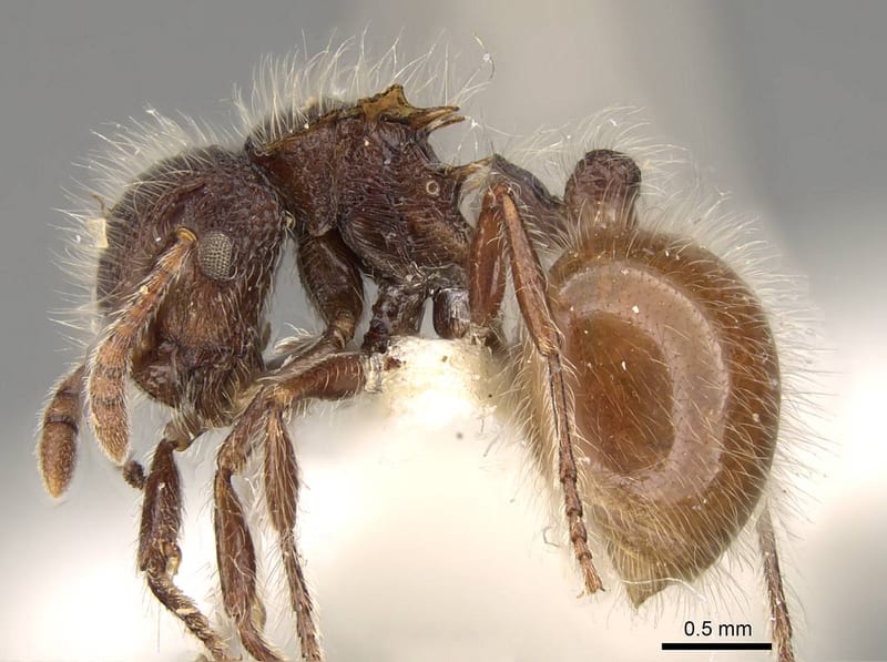 Meranoplus leveillei collected by E.O. Wilson at Mt. Mou