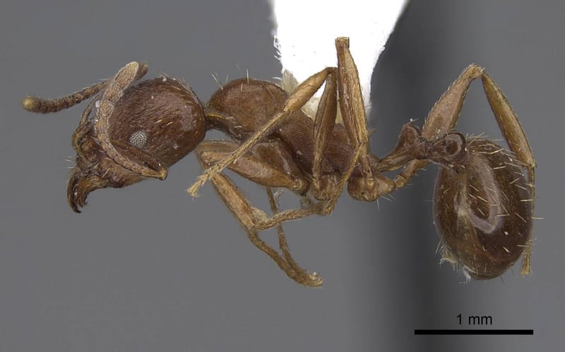 Aphaenogaster occidentalis collected by E.O. Wilson at Twin Falls, Idaho