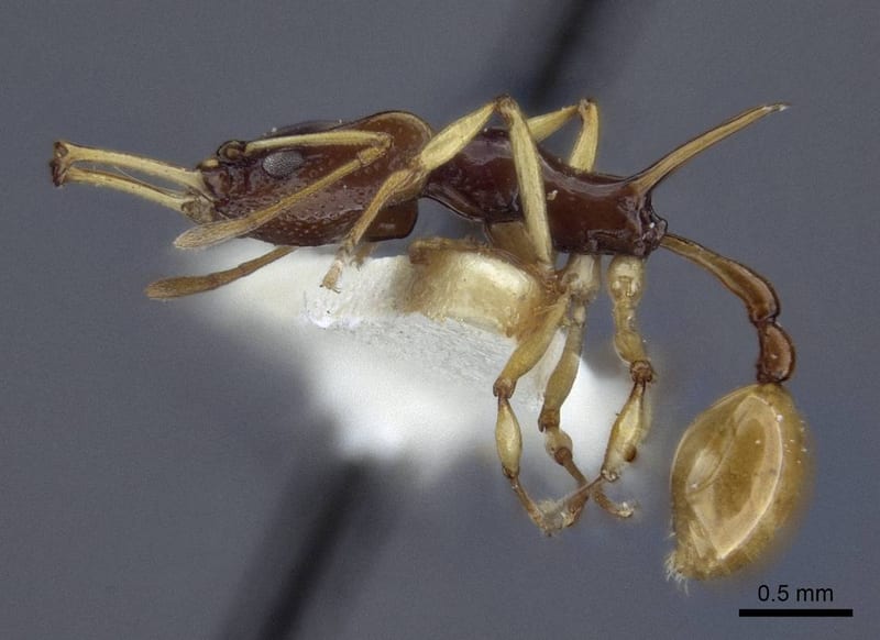 Orectognathus szentivanyi, paratype collected by E.O. Wilson at Ebabaang, Mongi Watershed, Huon Penisula, Morobe