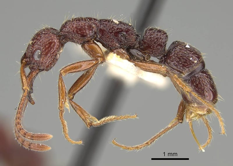 Myopias concava, paratype collected by E.O. Wilson at Wamuki, Mongi Watershed, Huon Peninsula, Morobe
