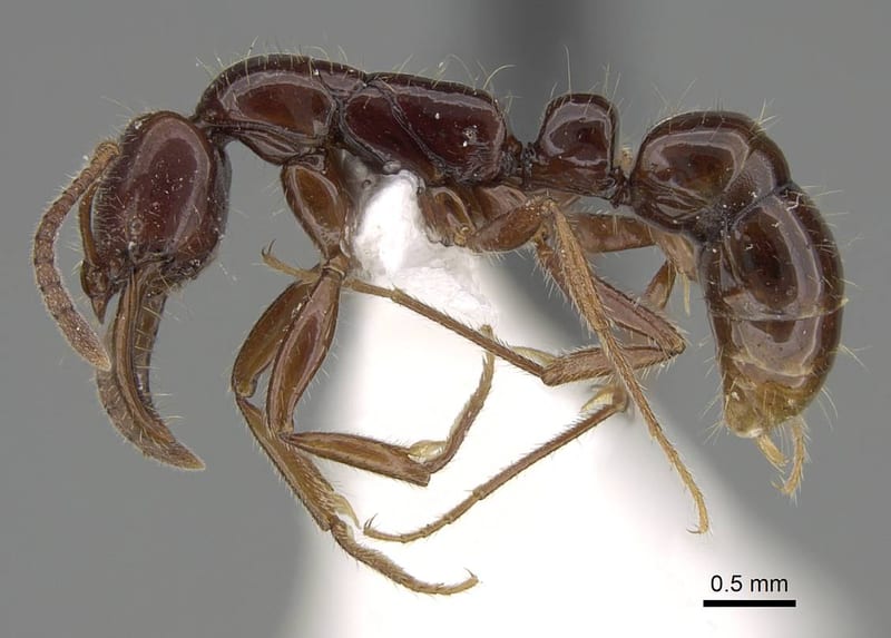 Myopias julivora, paratype collected by E.O. Wilson at Lower Busu River, Huon Peninsula, Morobe